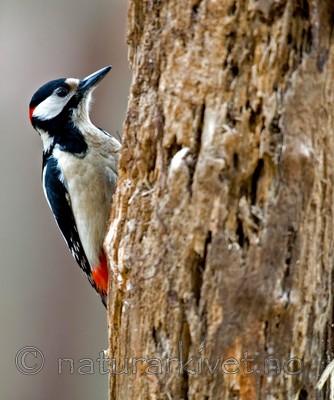 BB 05 0054 / Dendrocopos major / Flaggspett